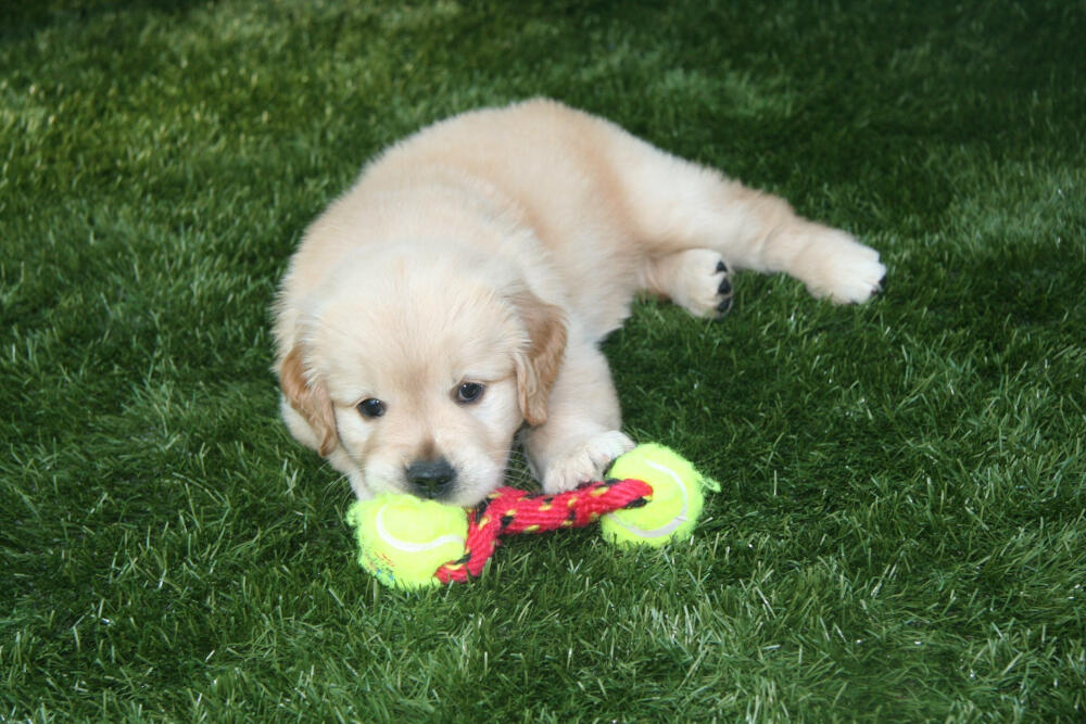 Austin artificial turf for dogs